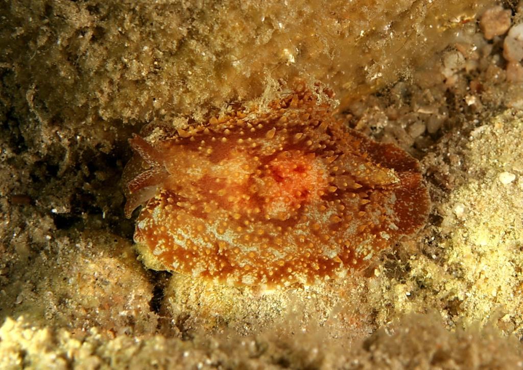 Pleurobranchus membranaceus (Montagu, 1815)